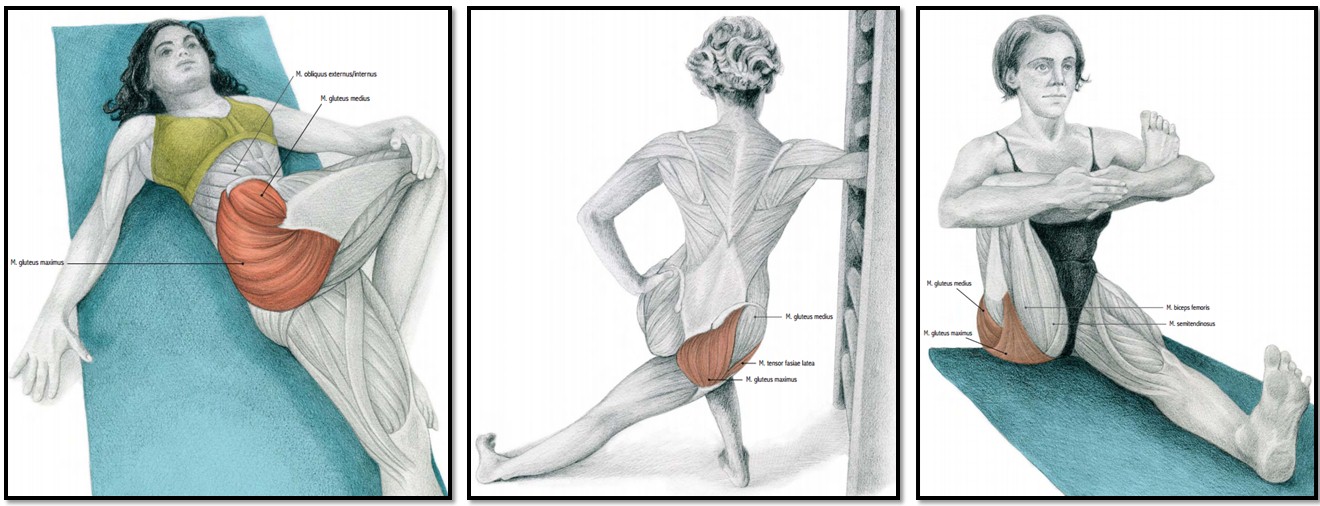 Растяжка мышц бедра благоприятно влияет на здоровье коленного сустава